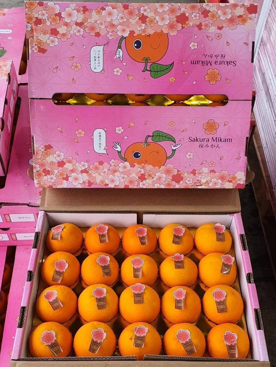 Sakura Mikan mandarin orange - 20 pcs gift box