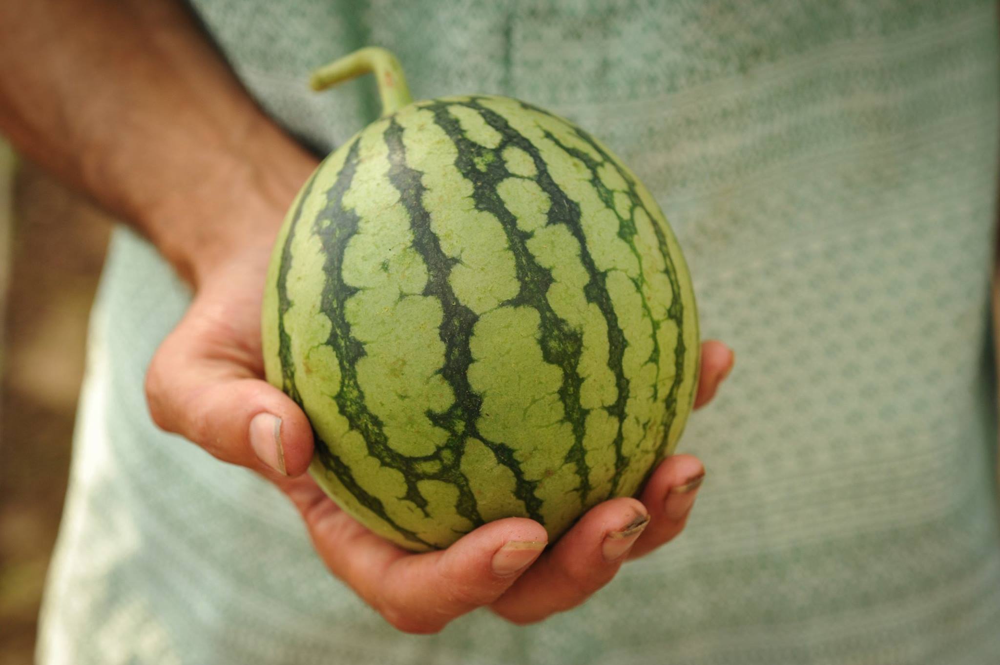 Japanese Mini Watermelon Seasonal Luxury Fruit