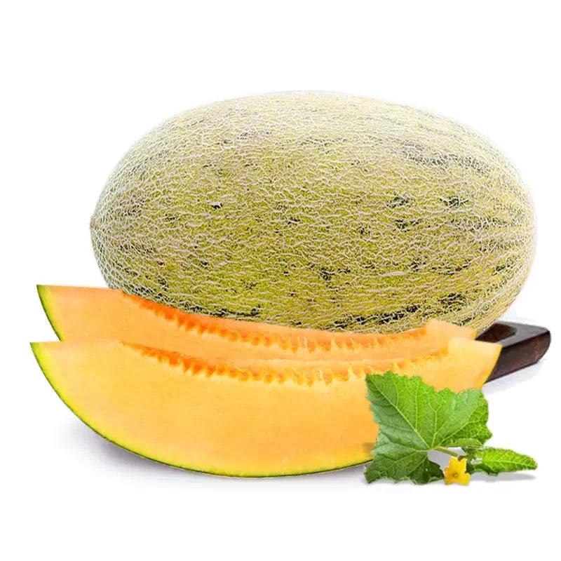 CHINA · 86 Hami Melon (Whole)