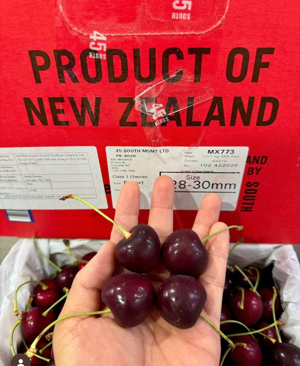 New Zealand Premium Cherry - Gift Box Cherries [1.5KG]